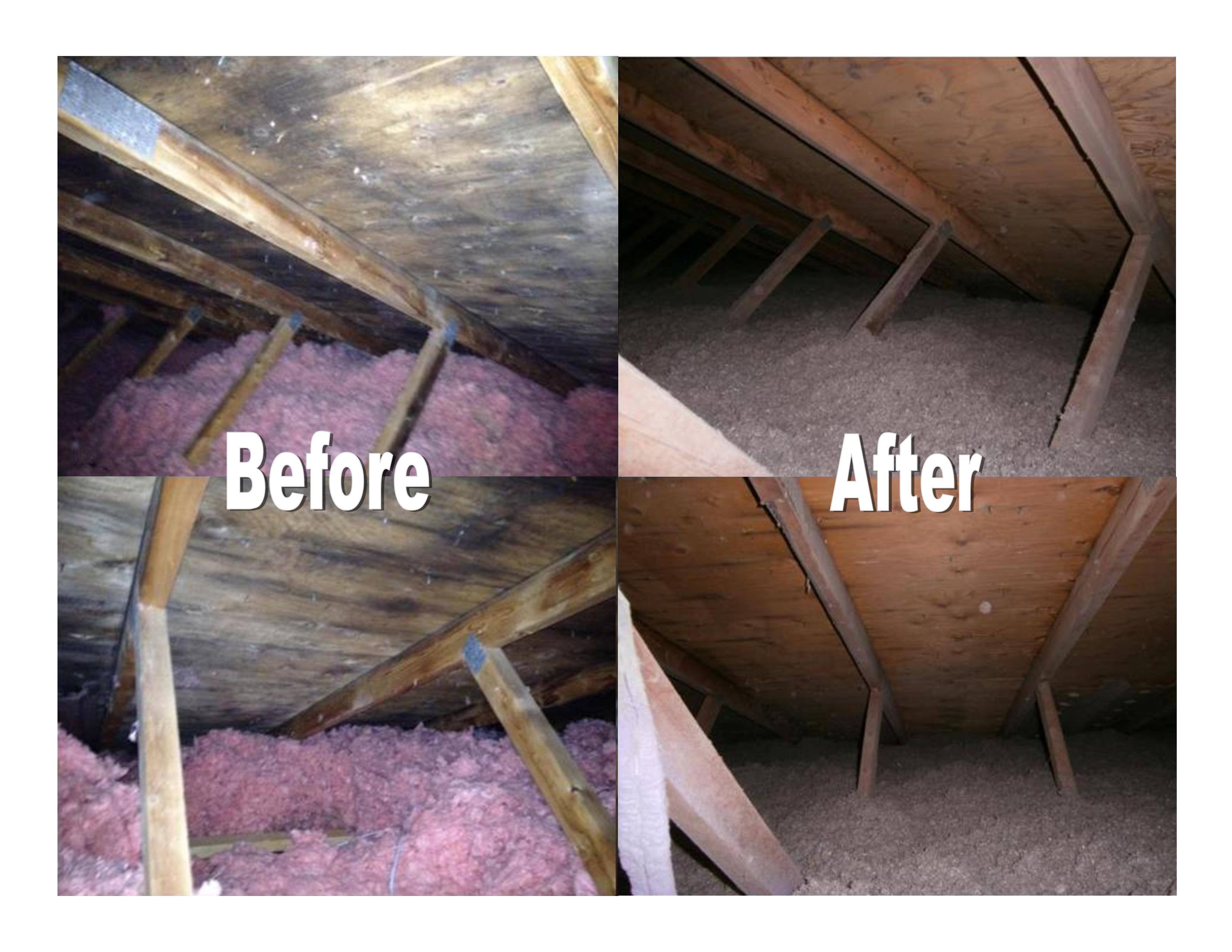 attic-mold-removal